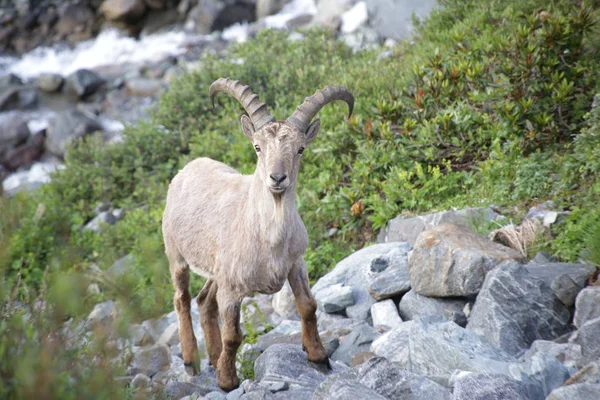 Kaukasiska bergsget — Stockfoto