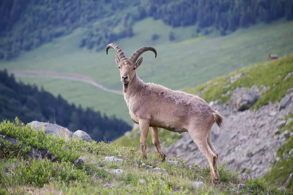 Kaukasische Bergziege — Stockfoto