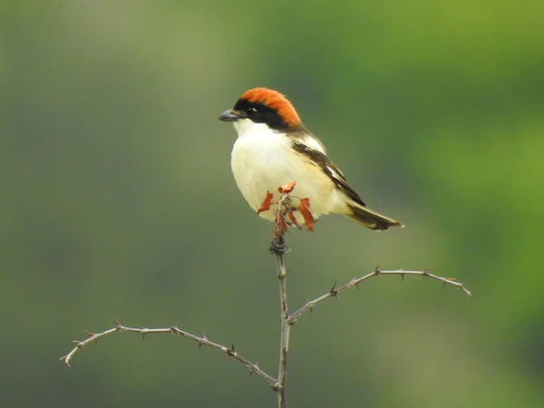 Photo Oiseau Sauvage Vivant Dans Nature Assis Sur Une Branche — Photo