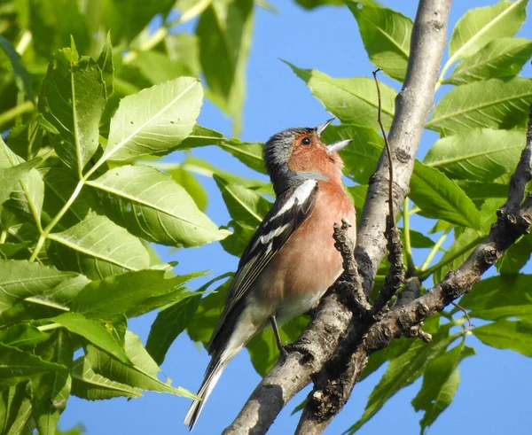 Photo Oiseau Sauvage Vivant Dans Nature Assis Sur Une Branche — Photo