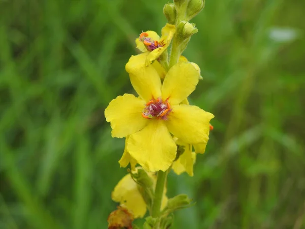 Hermosas Flores Del Prado Cerca Inflorescencia Verbascum — Foto de Stock