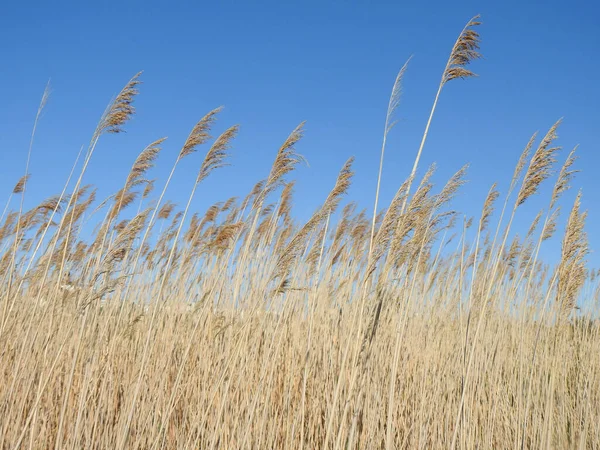 View Tall Wild Grass Sky — Stock Photo, Image