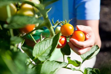 Domates toplayan eller serada