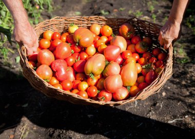 İnsan eli sepetin içinde taze toplanmış domatesler var.