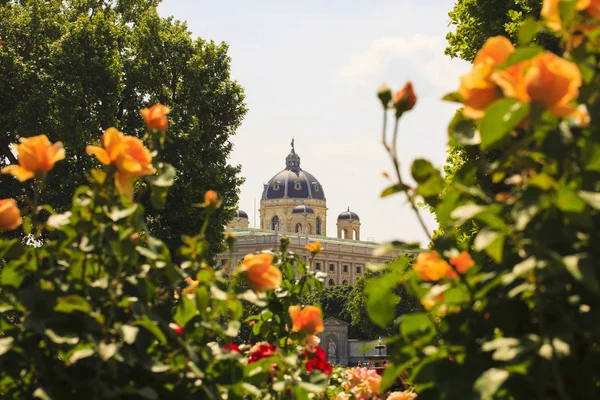 Vista Cúpula Museu Naturhistorisches Através Das Flores — Fotografia de Stock