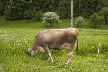 İnek meatdown, Sloven kırsal otlatma