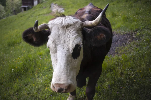 Cow Grazing Meatdown Slovenian Countryside — Stock Photo, Image