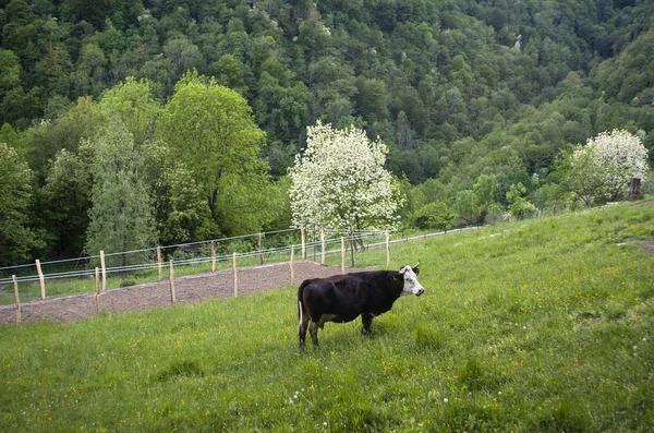 在斯洛文尼亚乡村的肉食中放牧的奶牛 — 图库照片