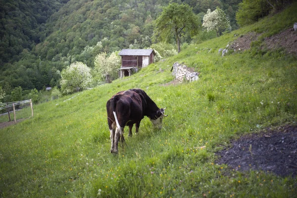 Pâturage Vaches Dans Viande Campagne Slovène — Photo