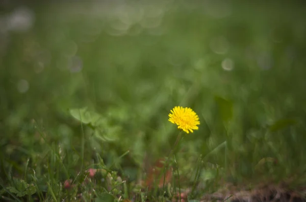 Gros Plan Pissenlit Sur Herbe Verte — Photo