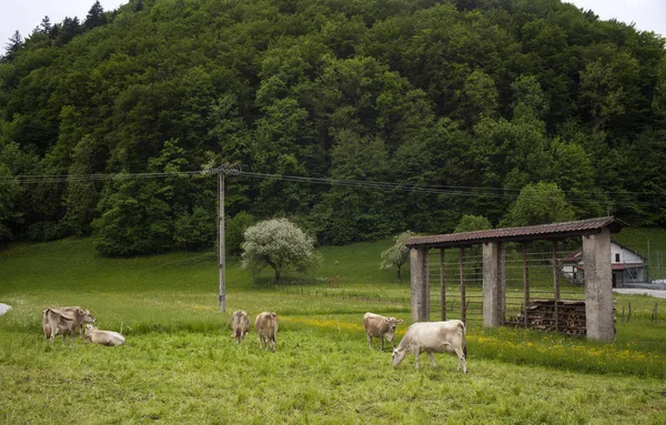 Meatdown Szlovén Vidéken Legelő Tehenek — Stock Fotó