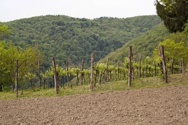 Vista Das Vinhas Campo Esloveno — Fotografia de Stock