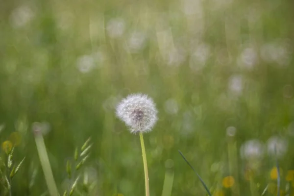 Close Van Een Paardebloem Gras — Stockfoto