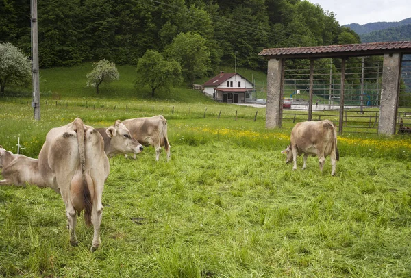 Коровы Пасутся Мясе Словенская Сельская Местность — стоковое фото