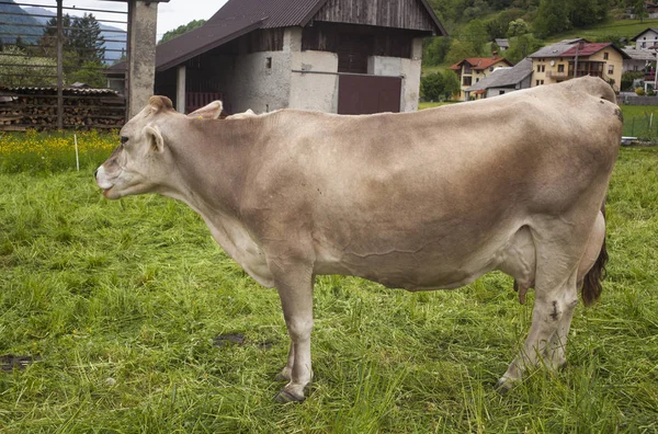 Cow Grazing Meatdown Slovenian Countryside — Stock Photo, Image