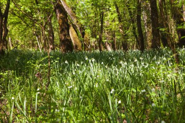 Kar taneleri görünümünü de göl, göl soğanı, çiğ veya St. Agnes çiçek doğa rezerv, Doberd içinde İtalya denir.