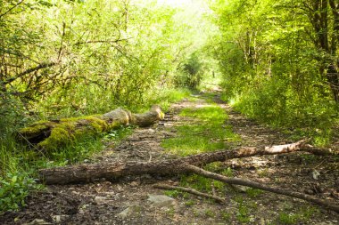 Gövde kırsal yolun ortasında