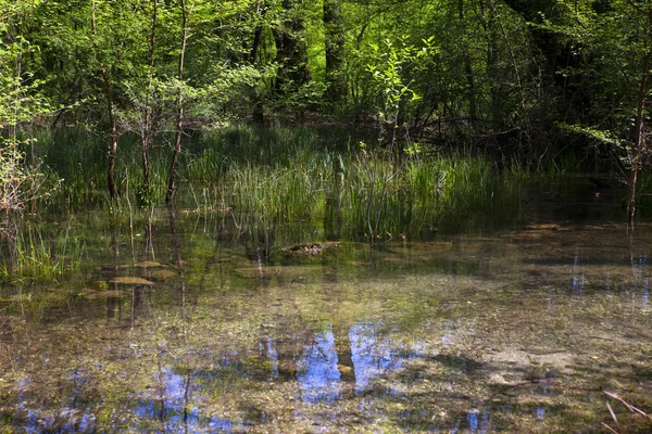 Blick Auf Schneeflocken Auch Leucojum Leucojum Aestivum Tautropfen Oder Agnes — Stockfoto