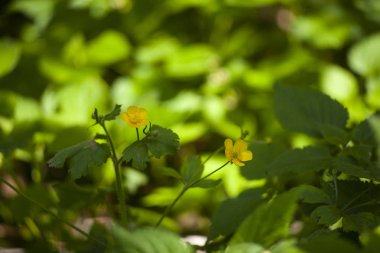 Kırsal kesimde tipik çiçekler 