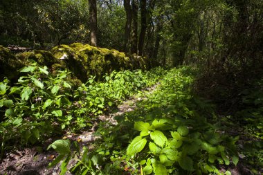 Isırgan nettles taze yaprakları