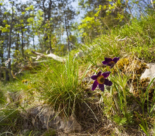 Fleur pascale à la campagne — Photo