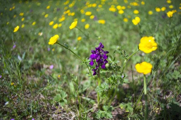 ラナンキュラスと anacamptis 守男、緑翼蘭 — ストック写真