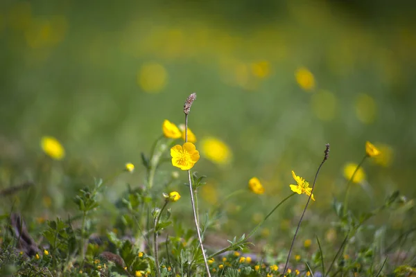Ranunculus virágok vidéken — Stock Fotó