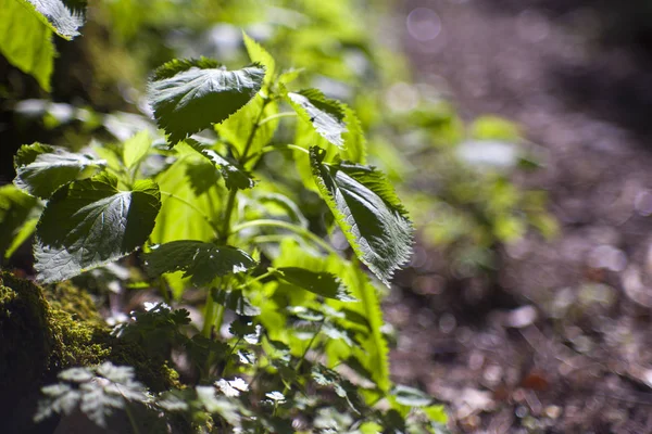 Foglie fresche di ortiche — Foto Stock