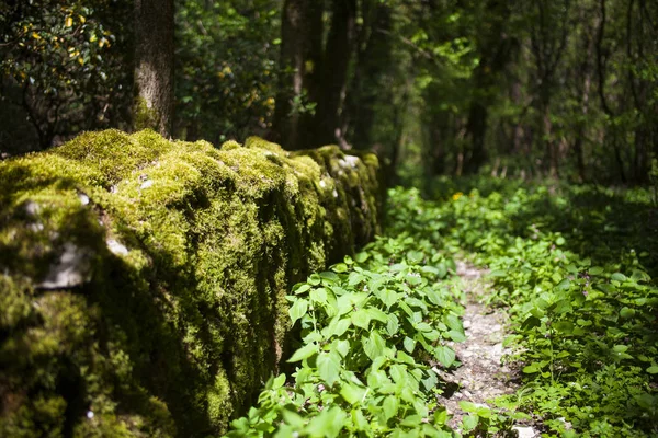 Frische Blätter von Brennnesseln — Stockfoto