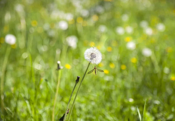 Kranichfliege auf Löwenzahn — Stockfoto