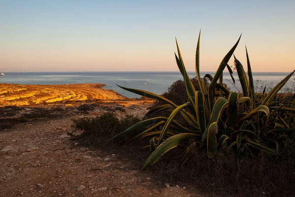Vista da vegetação mediterrânea em Lampedusa — Fotografia de Stock