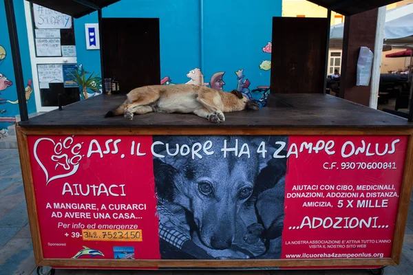 Lindo perro durmiendo en la mesa de madera — Foto de Stock