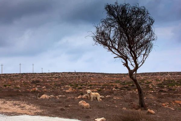 Perro callejero bajo el tre, Lampedusa —  Fotos de Stock
