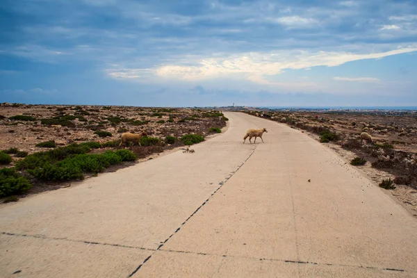 羊は、ランペドゥーサ島田舎で道路を横断します。 — ストック写真