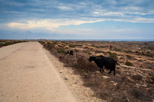Schapen langs de weg in het platteland van Lampedusa — Stockfoto