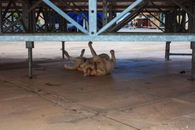 Sevimli köpek bir platform altında