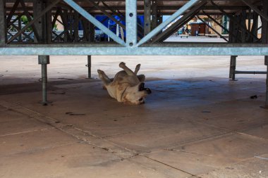 Sevimli köpek bir platform altında