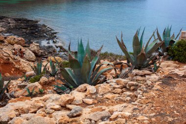  Denizin Lampedusa yanındaki agav bitkilerin görünümü