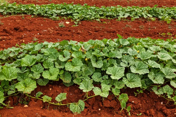 Pěstování biologických Zucchini — Stock fotografie