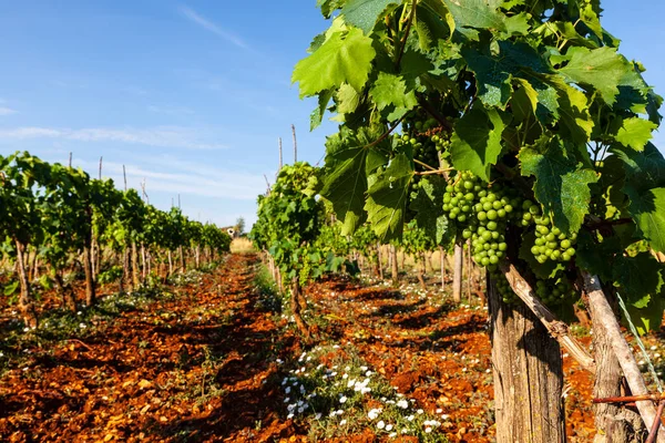 Kilátás nyílik az isztriai vidéken szőlőültetvények — Stock Fotó