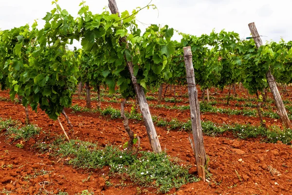 Utsikt över vingårdar på Istriens landsbygd — Stockfoto