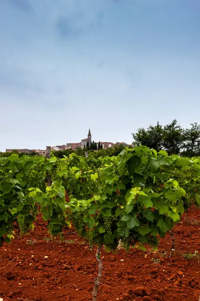 Vista das vinhas na zona rural da Ístria — Fotografia de Stock