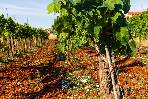Vista de los viñedos en el campo de Istria — Foto de Stock