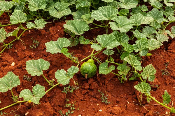 Pěstování biologických Zucchini — Stock fotografie