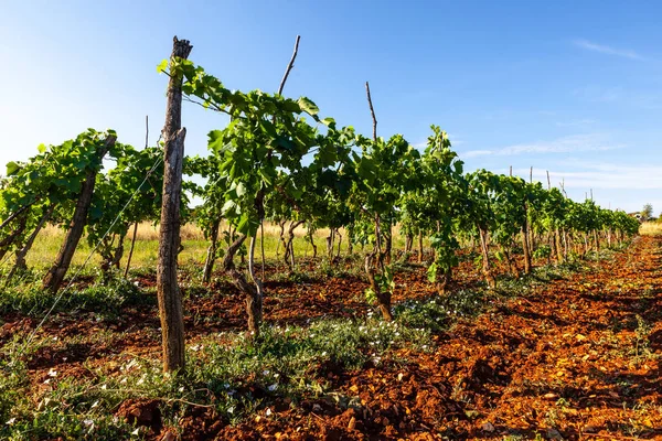 Vista de los viñedos en el campo de Istria — Foto de Stock