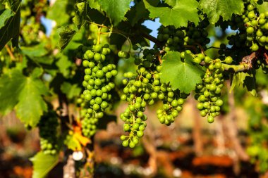 Istrian kırsalındaki üzüm bağlarında beyaz üzümler