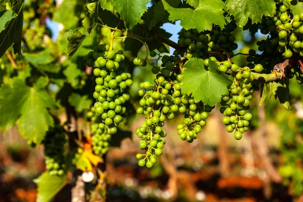 White grapes in the vineyards in the Istrian countryside — Stock Photo, Image