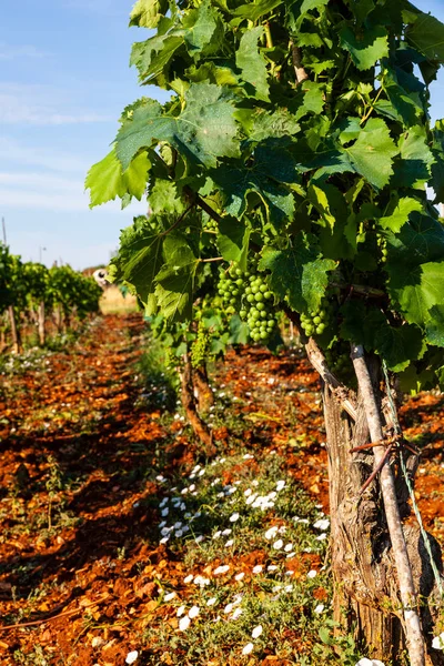 Utsikt över vingårdar på Istriens landsbygd — Stockfoto