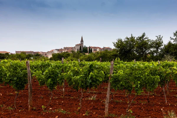 Перегляд виноградників у сільській місцевості, Істрія — стокове фото