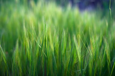 Buğdaygiller veya Gramineae